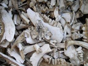 Faunal Bones